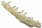 Mosasaur (Prognathodon) Jaw with Seven Teeth - Morocco #276003-4